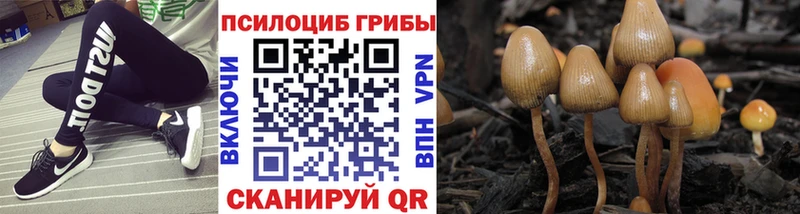 Купить  Борисоглебск  Псилоцибиновые грибы мицелий 